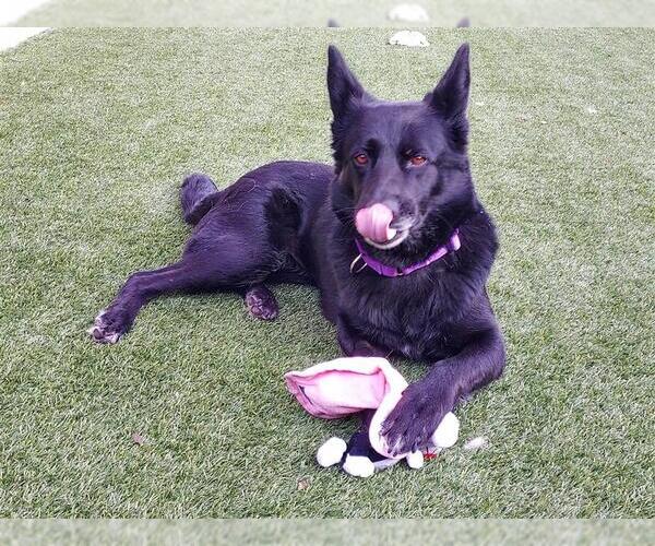 Medium Photo #4 German Shepherd Dog-Unknown Mix Puppy For Sale in Elk Grove, CA, USA