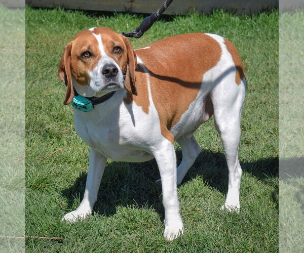 Medium Photo #4 Labbe Puppy For Sale in Huntley, IL, USA