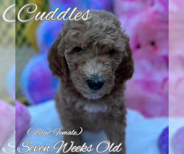 Full screen Photo #7 Goldendoodle Puppy For Sale in SAN ANTONIO, TX, USA