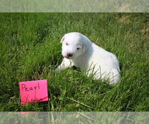 Medium Photo #4 Great Pyrenees Puppy For Sale in BROOKSTON, MN, USA