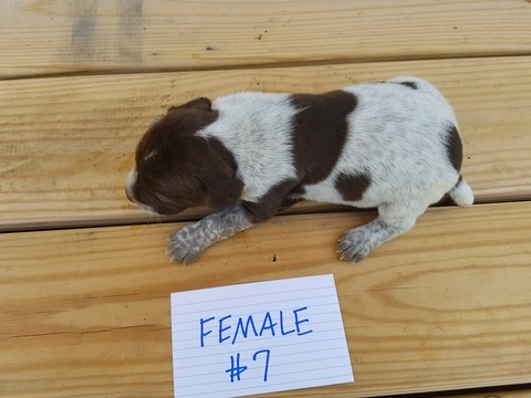 Medium Photo #1 German Shorthaired Pointer Puppy For Sale in BUMPASS, VA, USA