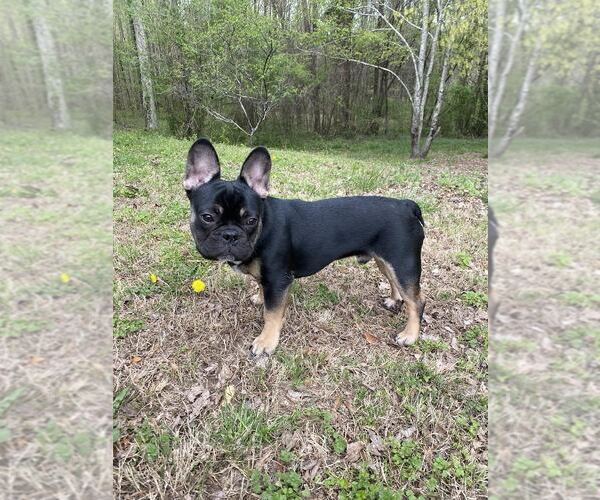 Medium Photo #6 French Bulldog Puppy For Sale in BUFORD, GA, USA