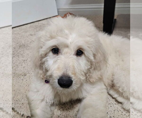 Medium Photo #5 Goldendoodle Puppy For Sale in Fort Worth, TX, USA