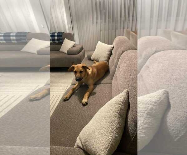 Medium Photo #2 Mutt Puppy For Sale in NYC, NY, USA