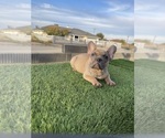 Small #6 French Bulldog
