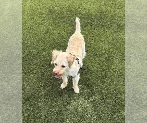 Medium Photo #6 Shih-Poo Puppy For Sale in Phoenix, AZ, USA