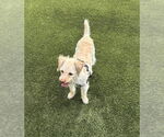 Small #5 Shih-Poo