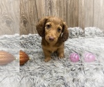 Small Photo #11 Dachshund Puppy For Sale in MYRTLE, MO, USA