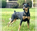 Small Photo #10 Miniature Pinscher Puppy For Sale in ACCIDENT, MD, USA