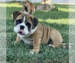 Small Photo #1 Bulldog Puppy For Sale in NORCO, CA, USA