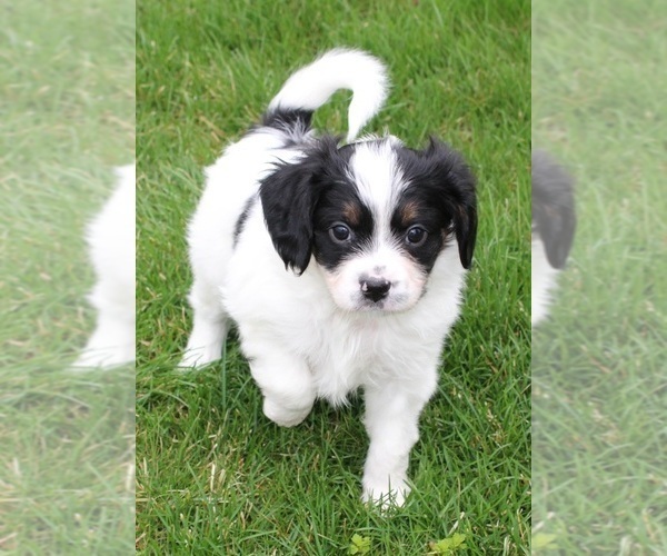 Medium Photo #5 Cava-lon Puppy For Sale in FLINT, MI, USA