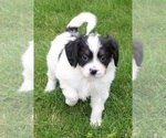 Small Photo #5 Cava-lon Puppy For Sale in FLINT, MI, USA