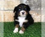 Small Photo #5 Miniature Australian Shepherd Puppy For Sale in COLLEGE STA, TX, USA