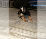 Puppy Bear Dk Blue German Shepherd Dog