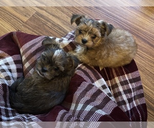 Shorkie Tzu Puppy for sale in LENNOX, SD, USA