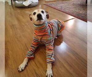 Meeko - Male Greyhound-Jack Russell Terrier Mix Dog for Adoption - Photo #9