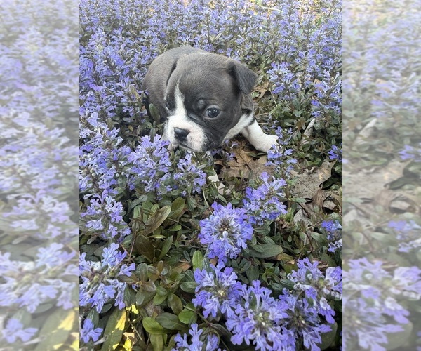 Medium Photo #7 Boston Terrier Puppy For Sale in FREDONIA, KS, USA