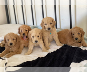 Australian Labradoodle Puppy for sale in SAN DIEGO, CA, USA