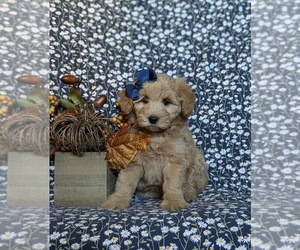 Pookimo Puppy for sale in QUARRYVILLE, PA, USA