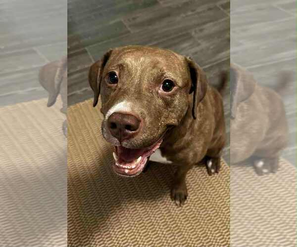 Medium Photo #9 Labrador Retriever-Unknown Mix Puppy For Sale in Ball Ground, GA, USA