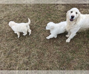 Father of the Golden Retriever puppies born on 05/16/2023