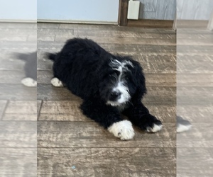 Bernedoodle Puppy for Sale in PORT REPUBLIC, Maryland USA