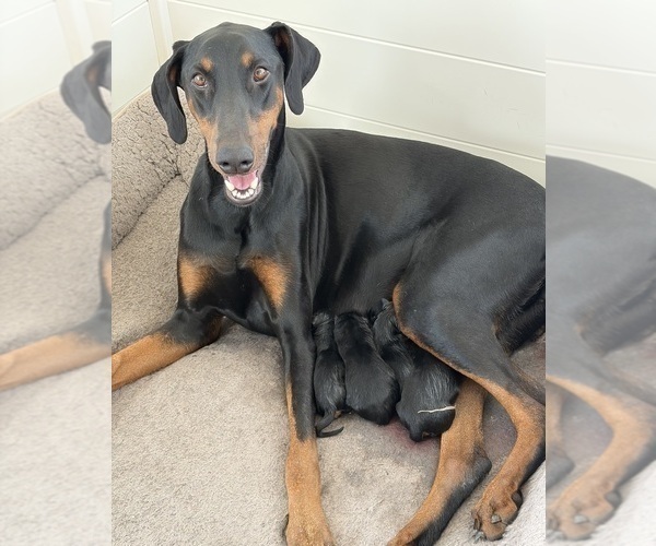 Medium Photo #21 Doberman Pinscher Puppy For Sale in HAMMOND RANCH, CA, USA