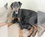 Small #20 Doberman Pinscher