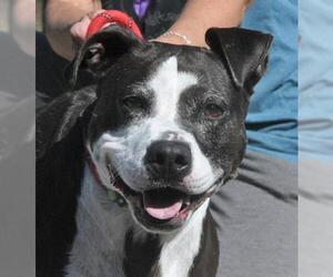 Mutt Dogs for adoption in Canfield, OH, USA