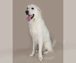 Small #46 Great Pyrenees