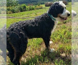 Father of the Bernedoodle (Miniature) puppies born on 04/21/2025