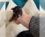 Small Photo #8 Yorkshire Terrier Puppy For Sale in FENTON, MI, USA