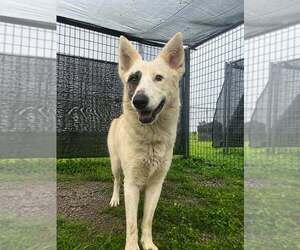 Mutt Dogs for adoption in Abbeville, LA, USA