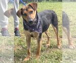 Small #10 Mutt