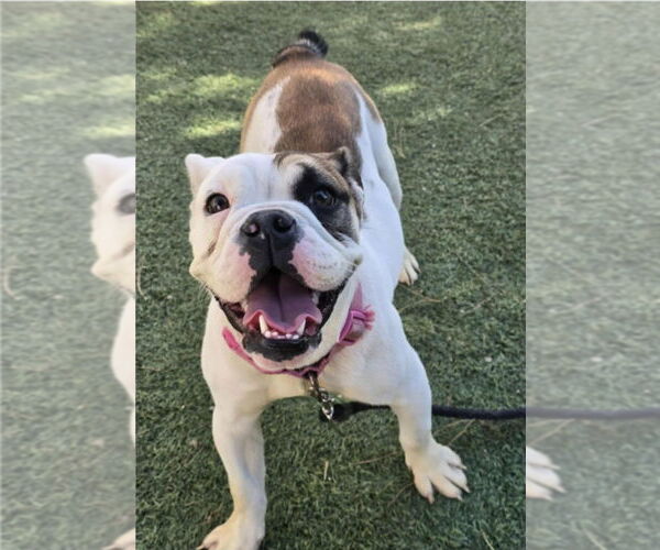 Medium Photo #1 Bulldog-Unknown Mix Puppy For Sale in Lakewood, CO, USA