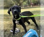 Small #1 Mutt