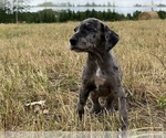 Small Photo #3 Great Dane Puppy For Sale in GILLETT, PA, USA
