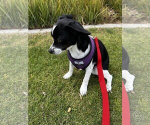 Rat-Cha Dogs for adoption in Lake Elsinore, CA, USA