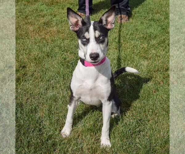 Medium Photo #5 German Shepherd Dog-Huskies  Mix Puppy For Sale in Huntley, IL, USA