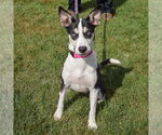 Small #4 German Shepherd Dog-Huskies  Mix