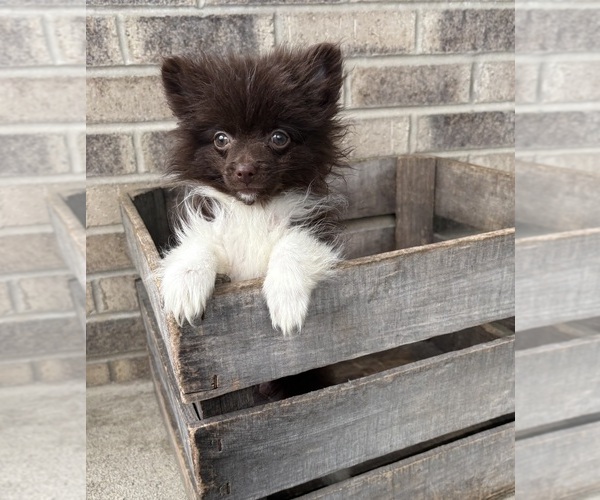Medium Photo #3 Pomeranian Puppy For Sale in MIDDLEBURY, IN, USA