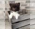 Small #2 Pomeranian