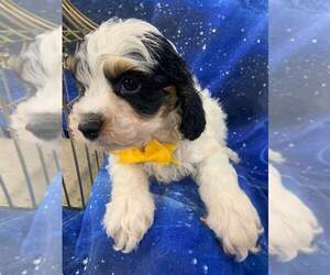 Cocker Spaniel-Poodle (Miniature) Mix Puppy for sale in INDIANAPOLIS, IN, USA