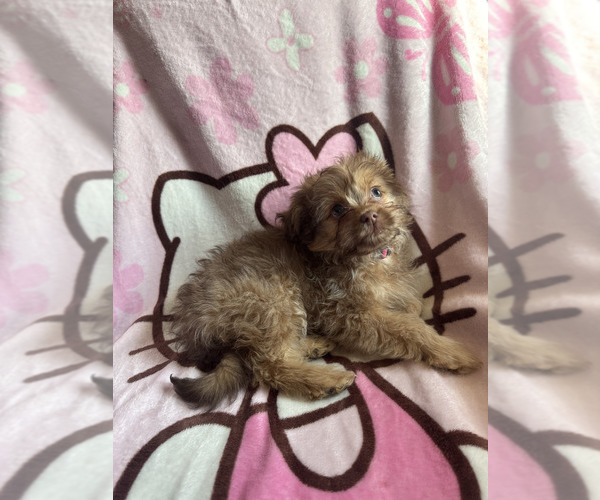 Medium Photo #3 Maltese-Maltipom Mix Puppy For Sale in HUDSON, MA, USA