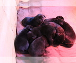 Small Photo #8 Labrador Retriever Puppy For Sale in RED WING, MN, USA