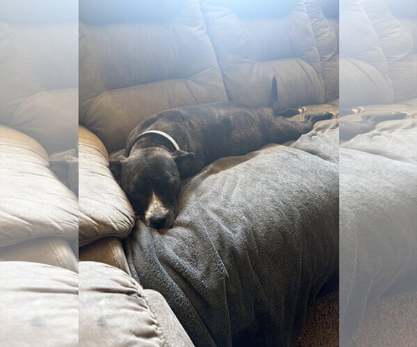 Medium Photo #2 Mutt Puppy For Sale in Holly Springs, NC, USA