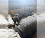 Small #1 Mutt