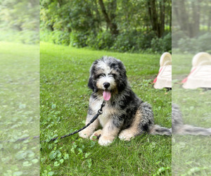 Bernedoodle Puppy for sale in CAMDEN, OH, USA