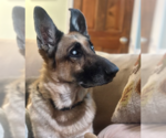 Orry - Male Mutt Dog for Adoption - Small photo
