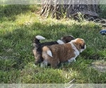 Small Photo #18 Great Bernese Puppy For Sale in ELGIN, OR, USA